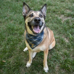 Yellowstone Y Logo Plaid Doggie Flandana -Yellowstone Store YS FLY DG FLAN 1X1 003